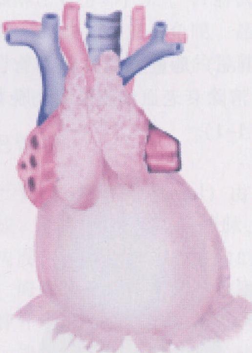 胸腺